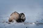 Colorado Bison lies on snow-covered mountain pasture Art Print
